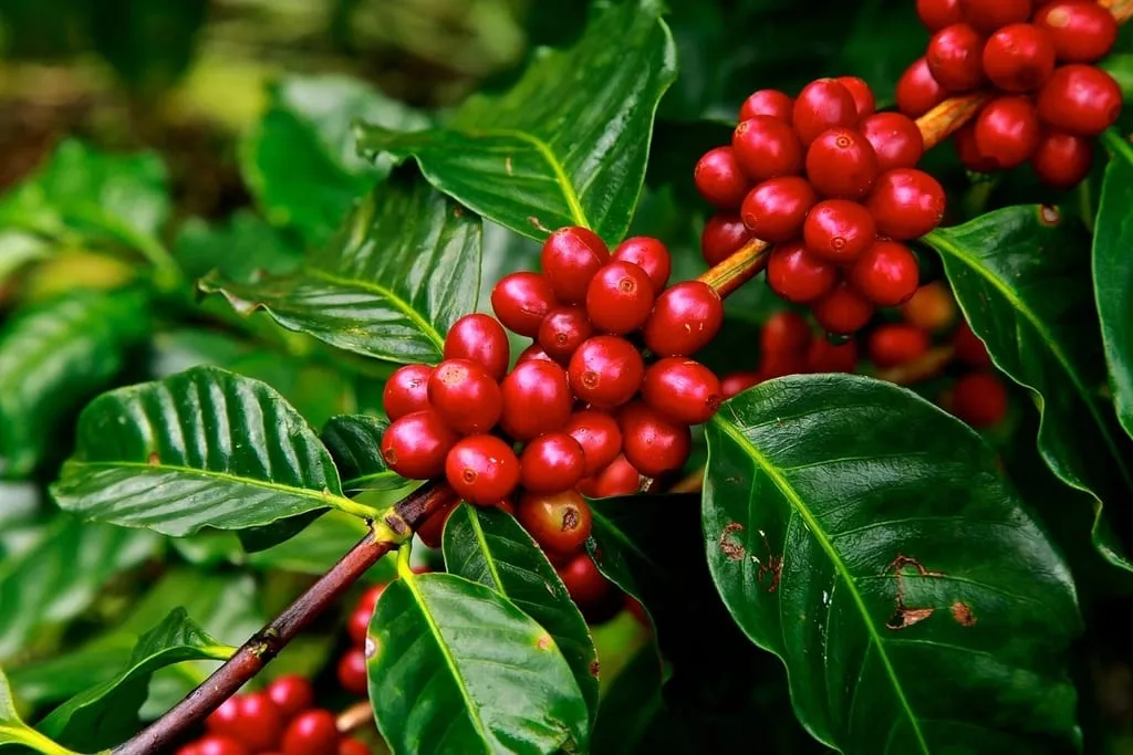 Buah kopi merah dan hijau di ranting